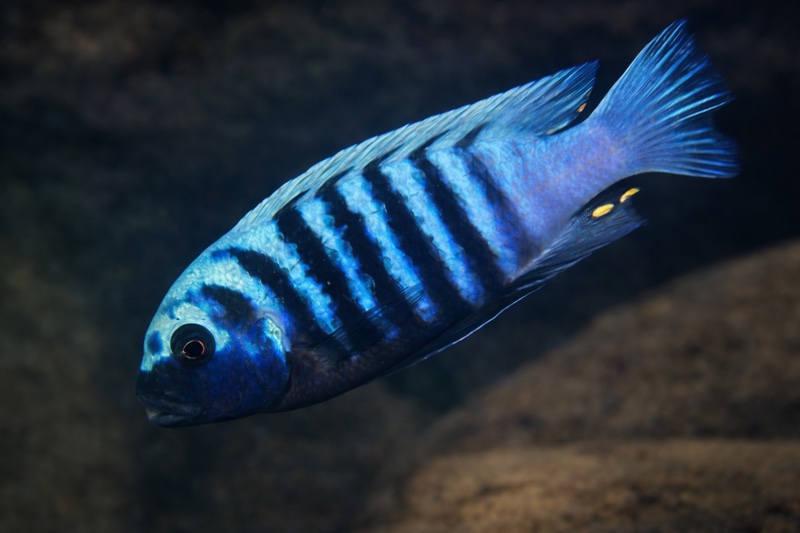 Maylandia zebra 'Manda'